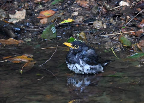 クロツグミ♂9326