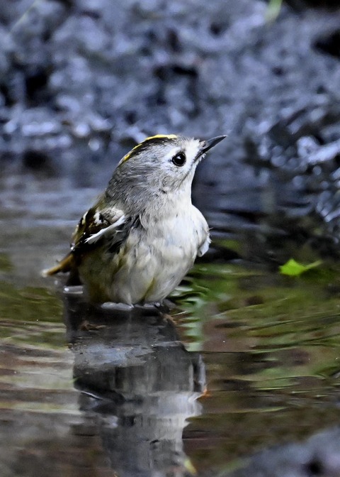 キクイタダキ♀0106