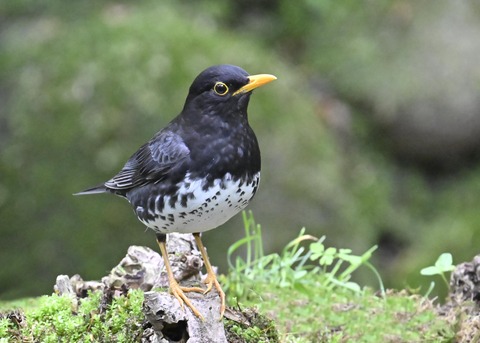 クロツグミ♂3027