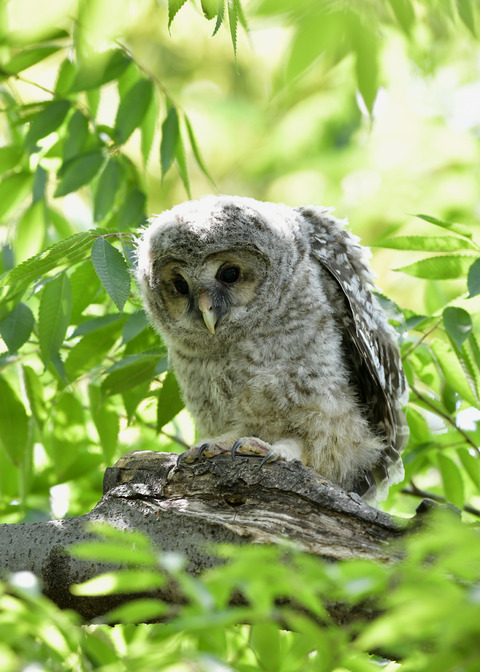 フクロウのヒナ1573