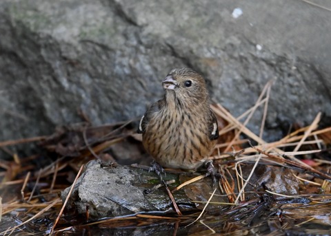 ベニマシコ♀5514