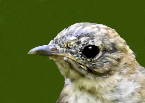 オオルリ♀幼鳥3000