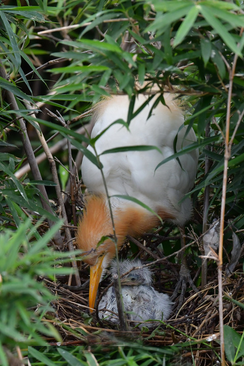 アマサギ7269