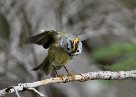 キクイタダキ♂2162