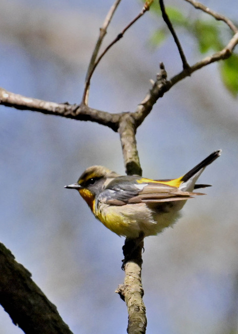 キビタキ♂第一回夏羽3433