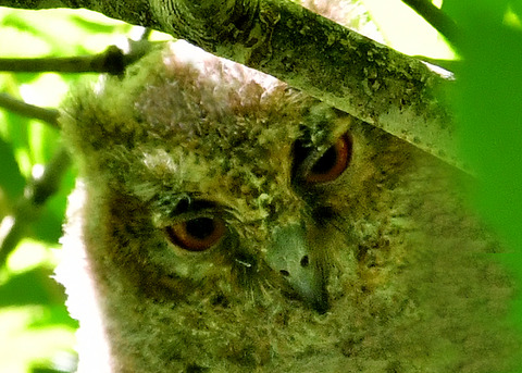 オオコノハズクのヒナ②3235