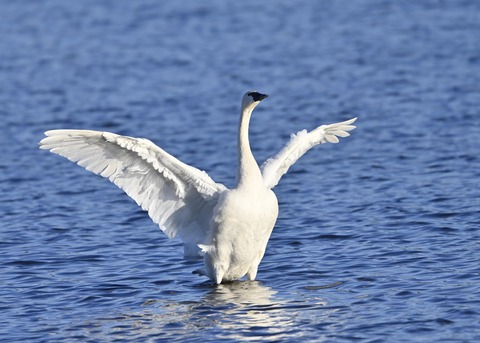 アメリカコハクチョウ9005