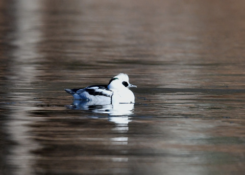 ミコアイサ♂8339