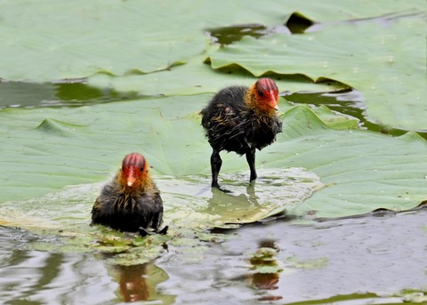 オオバンのヒナ7327