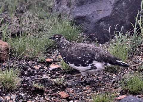 ライチョウ夏羽♂3014