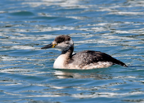 ｱｶｴﾘｶｲﾂﾌﾞﾘ6259