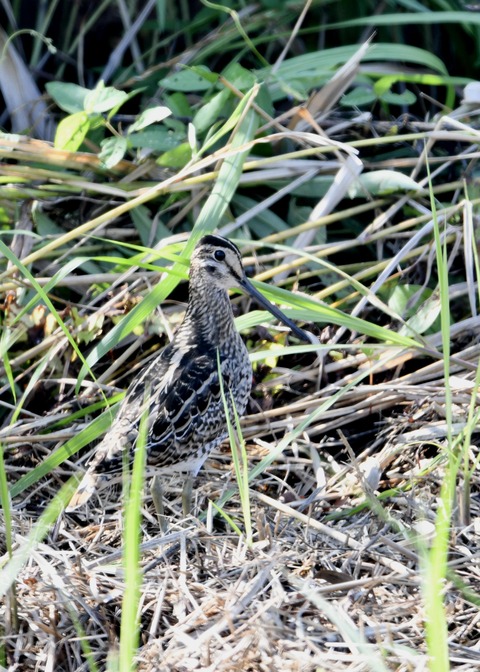 チュウジシギ0172