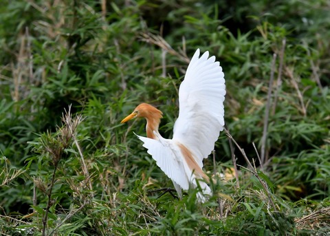 アマサギ4732