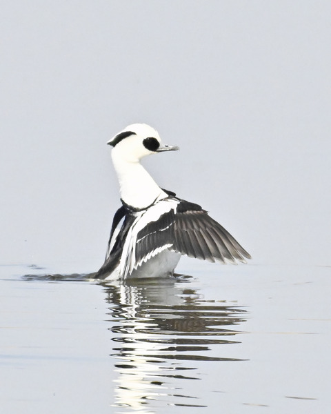 羽ばたくミコアイサ♂4873
