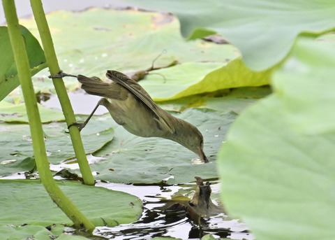 オオヨシキリ1446