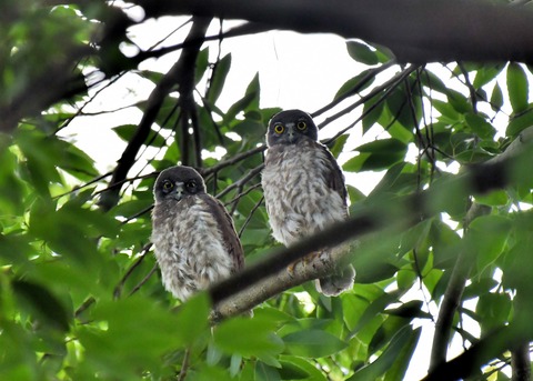 アオバズクのヒナ6570