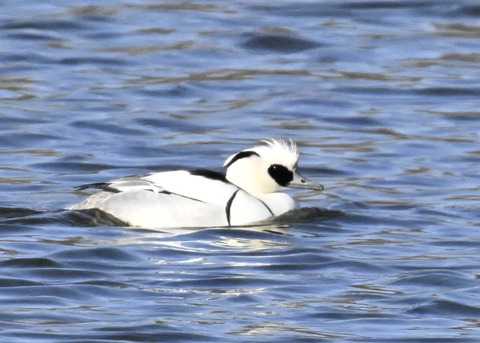 ミコアイサ♂4369