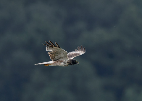 ズグロチュウヒ3178