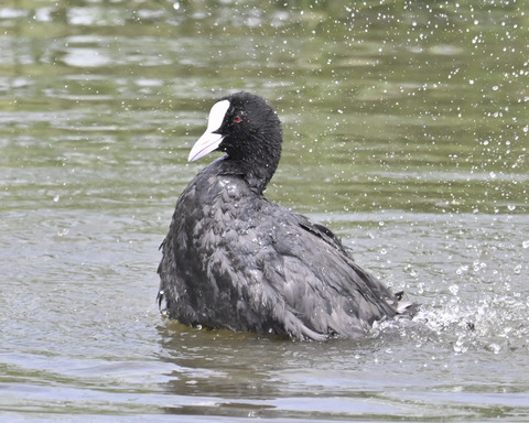 オオバンの水浴び7278-1