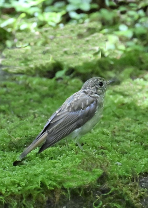 オオルリ♂幼鳥5209