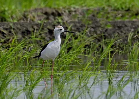 セイタカシギ9321