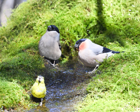 アカウソ♂・♀2601
