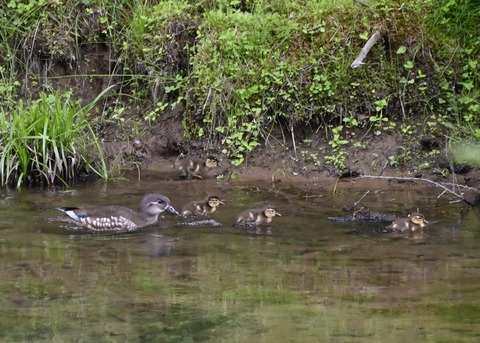 オシドリ親子5986