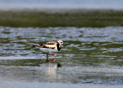 キョウジョシギ2146