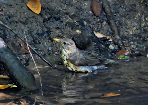 クロツグミ♀1527