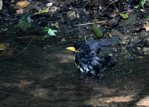 クロツグミ♂9369
