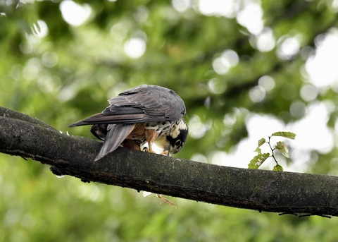 チゴハヤブサ3361