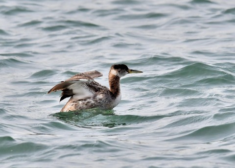 アカエリカイツブリ3745