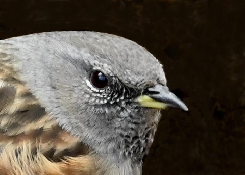 イワヒバリ3000(4466)