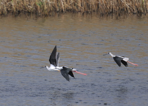 飛ぶ・セイタカシギ0253