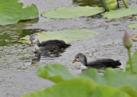 オオバンのヒナ6918