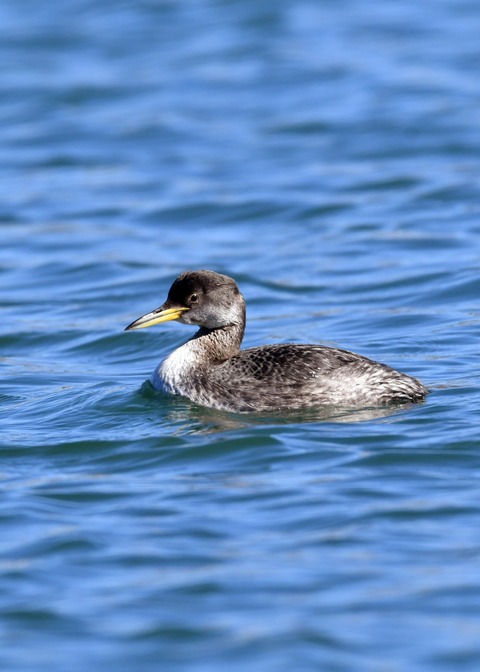 アカエリカイツブリ冬羽3589