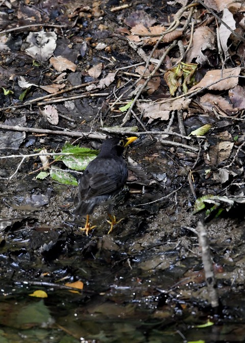 クロツグミ♂6049