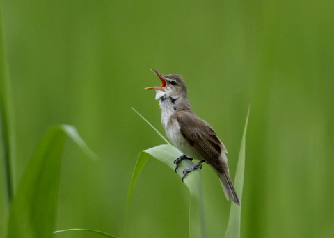 オオヨシキリ4343