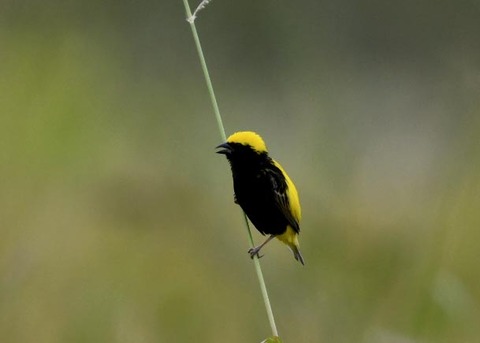 オウゴンチョウ♂2145