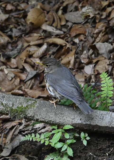 クロツグミ幼鳥6188