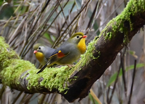 ソウシチョウ5704
