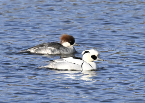 ミコアイサ♂♀4521