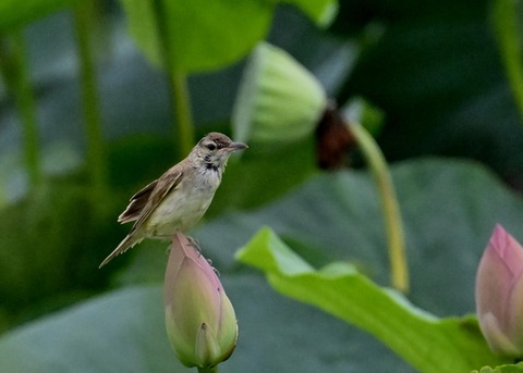 オオヨシキリ1606