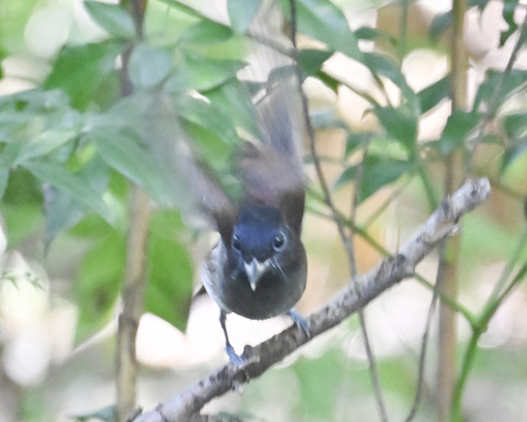 さんこうちょう7997