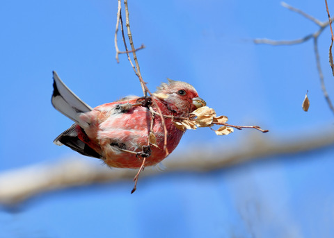 ベニマシコ♂2348
