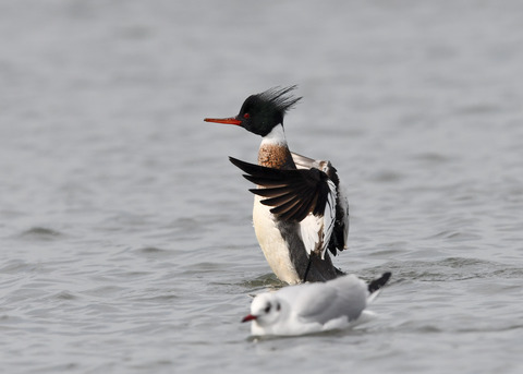 ウミアイサ♂7995