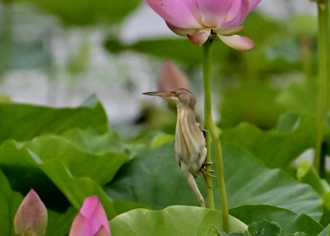 ヨシゴイ♀1156