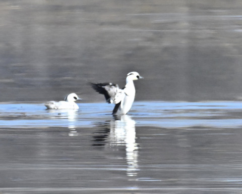 羽ばたくミコアイサ♂4557