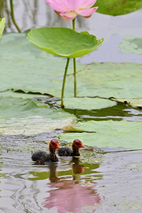 オオバンのヒナ7337