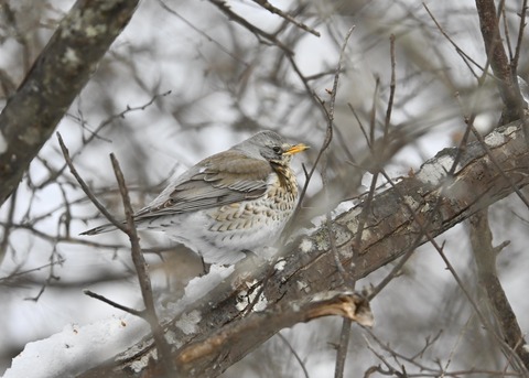 ノハラツグミ1593